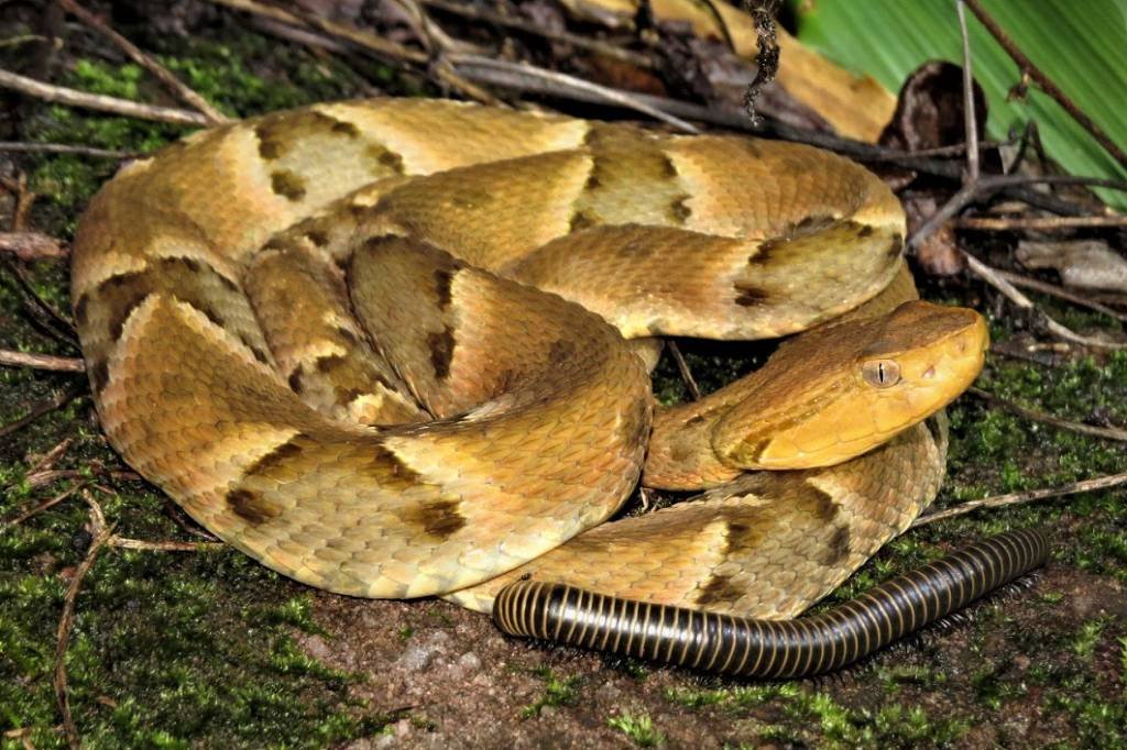 Estudo revela origem de truque de cobra para atrair presa – 12/08/2026 – Darwin e Deus