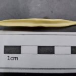 Objeto alongado e fino, com superfície irregular, posicionado horizontalmente sobre uma régua com marcação de 1 cm para escala. O objeto tem aproximadamente 6 cm de comprimento e está sobre fundo escuro.