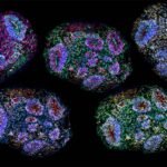 'Minicérebros' de laboratório sobrevivem por cinco anos - 19/08/2026 - Ciência