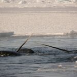 Dois narvais parcialmente submersos nadam em águas frias cercadas por gelo flutuante e uma camada de gelo sólido ao fundo.