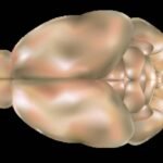 Modelo tridimensional do cérebro humano visto de cima, mostrando os hemisférios cerebrais e estruturas centrais com coloração em tons de bege e marrom claro.