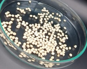 Cápsula de celulose prolonga vida útil e melhora ação de fungo usado como bioinseticida