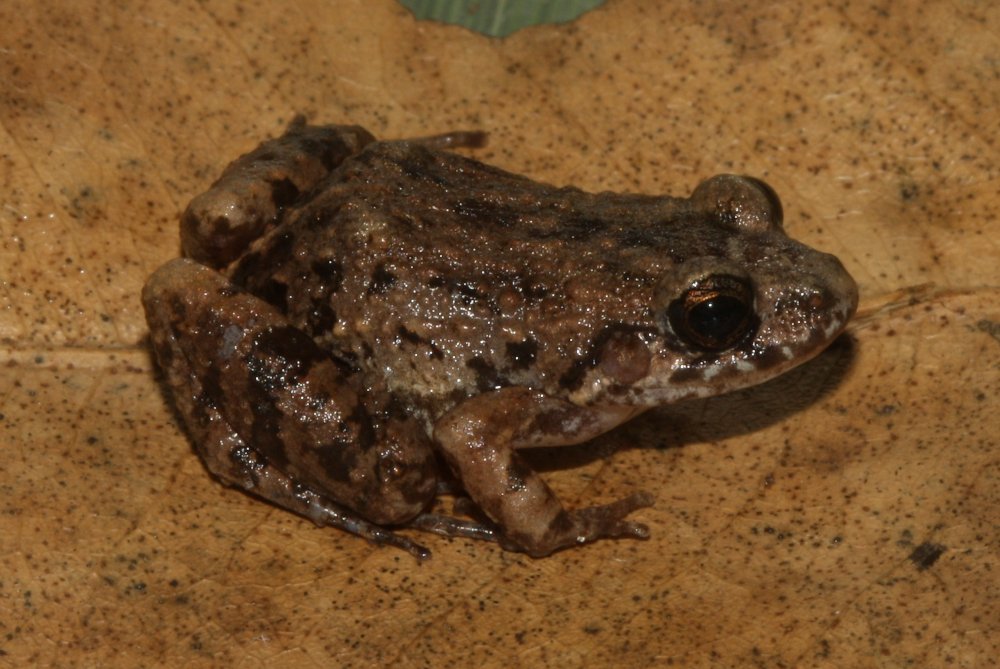 Cientistas descobrem nova espécie de rã em florestas alagadas da Amazônia