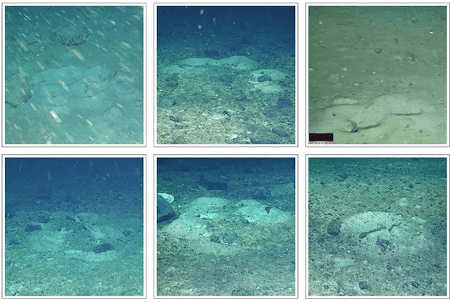Cientistas encontram “cidade de peixes” escondida sob gelo da Antártida