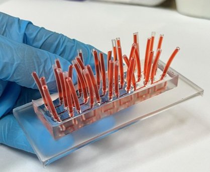 Dispositivo simula tecidos humanos e oferece alternativa à experimentação animal