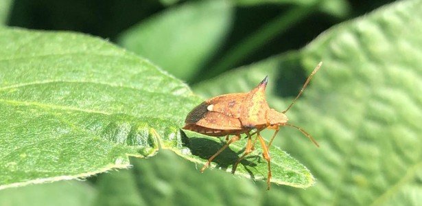 Estudo identifica linhagens de soja tolerantes a percevejos