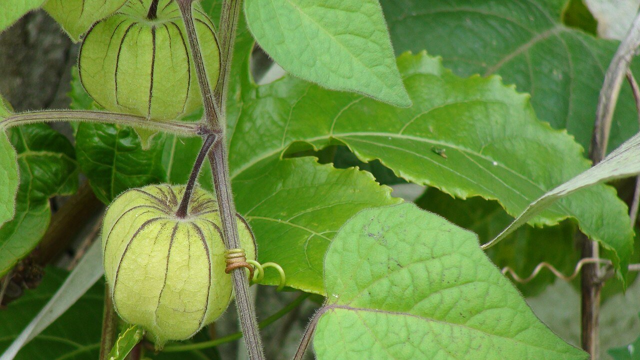 Nova rede nacional busca transformar a biodiversidade brasileira em inovação para saúde e alimentação