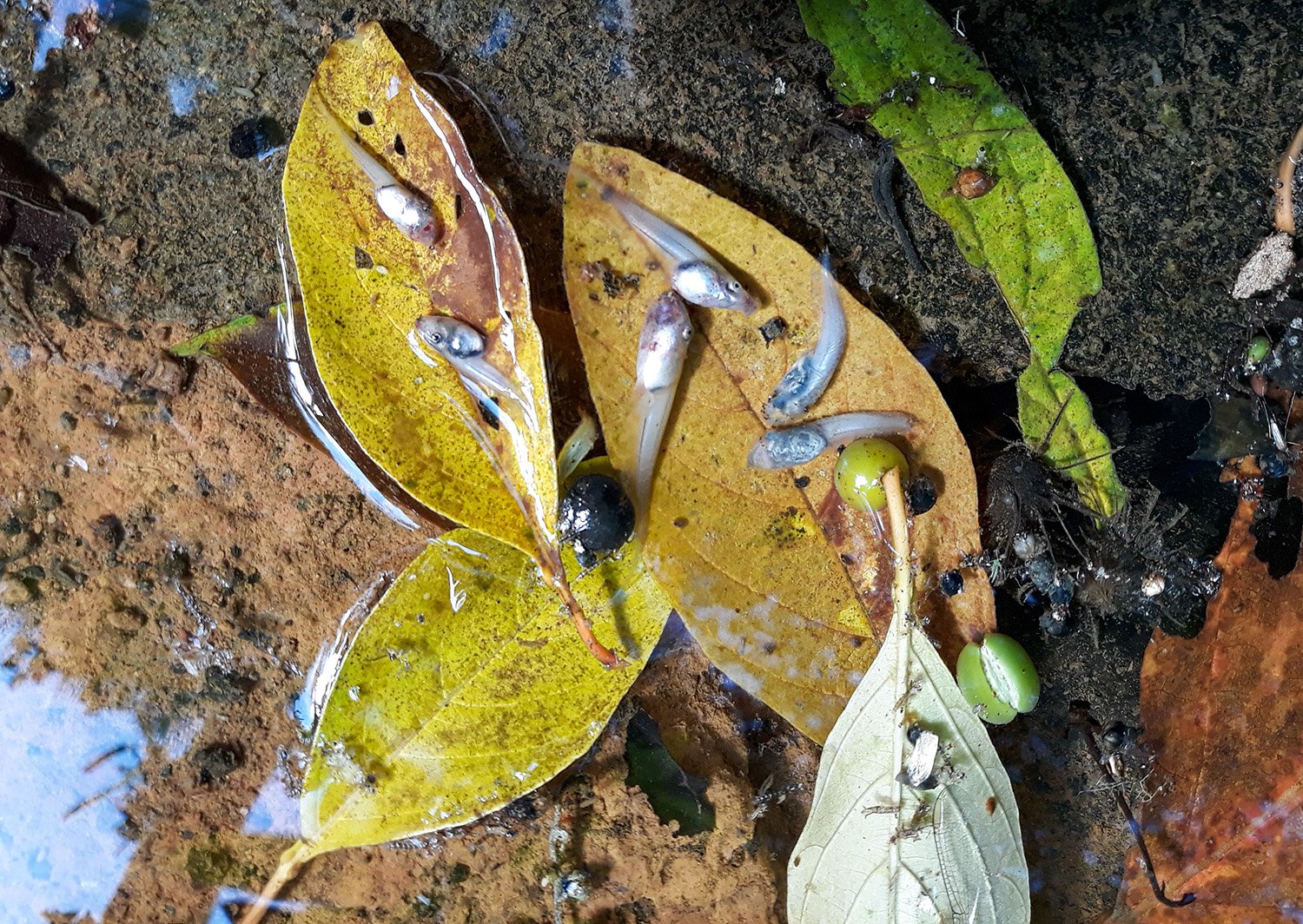 Vírus letal reduz em 83% população de pererecas em reserva da Mata Atlântica