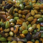 Mãos alcançam frutos de cacau em uma grande pilha no chão. Os frutos variam em cores entre verde, amarelo, laranja e marrom, alguns com manchas escuras. Folhas secas estão espalhadas entre os frutos.
