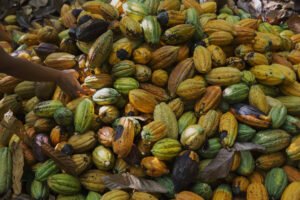 Mãos alcançam frutos de cacau em uma grande pilha no chão. Os frutos variam em cores entre verde, amarelo, laranja e marrom, alguns com manchas escuras. Folhas secas estão espalhadas entre os frutos.