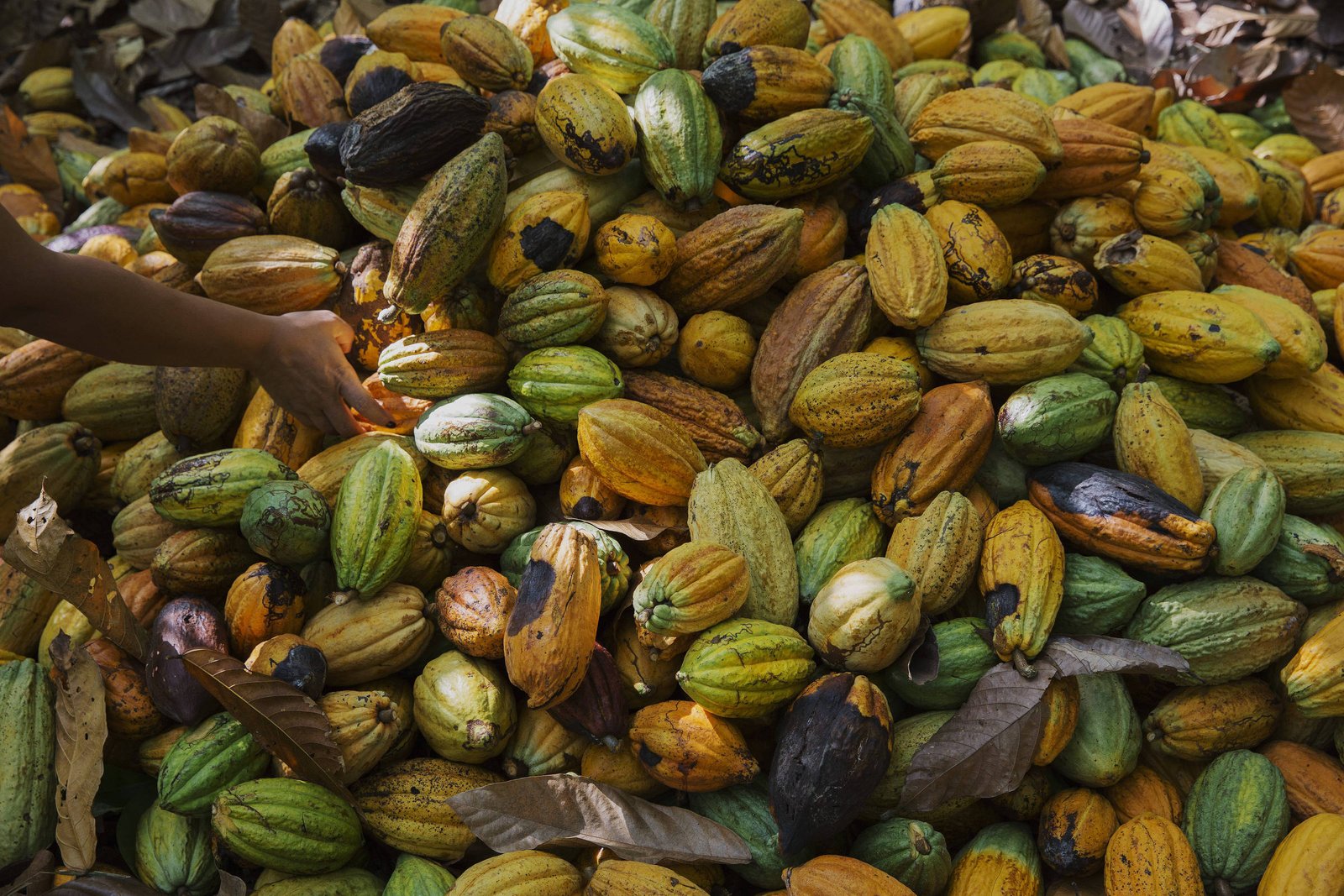 Mãos alcançam frutos de cacau em uma grande pilha no chão. Os frutos variam em cores entre verde, amarelo, laranja e marrom, alguns com manchas escuras. Folhas secas estão espalhadas entre os frutos.