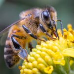 Abelha pousada em flor amarela, com corpo peludo e asas translúcidas, coletando néctar com suas patas e probóscide.
