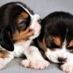 Dois filhotes de cachorro com pelagem preta, branca e marrom estão deitados sobre uma superfície cinza. Um filhote está encostando o focinho no outro, que está com os olhos fechados.
