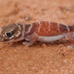 Lagarto pequeno com corpo marrom-avermelhado e listras claras ao longo do dorso, posicionado sobre solo arenoso de cor avermelhada.