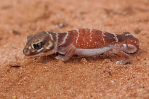 Lagarto pequeno com corpo marrom-avermelhado e listras claras ao longo do dorso, posicionado sobre solo arenoso de cor avermelhada.
