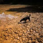 Quem conhece sua terra sente nos ossos a crise climática - 05/09/2026 - Reinaldo José Lopes