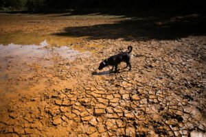 Quem conhece sua terra sente nos ossos a crise climática - 05/09/2026 - Reinaldo José Lopes