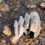 Estrutura óssea parcialmente submersa em água rasa de riacho com pedras pequenas e médias ao redor. A água é clara e reflete luz natural.