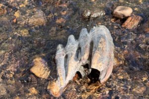 Estrutura óssea parcialmente submersa em água rasa de riacho com pedras pequenas e médias ao redor. A água é clara e reflete luz natural.
