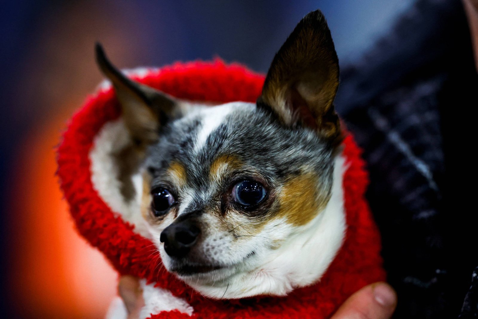 Chihuahuas são parte coiotes; talvez por isso sejam bravos – 20/09/2026 – Ciência