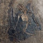 Fóssil completo de morcego com ossos das asas estendidos, preservado em matriz rochosa cinza escura. Detalhes ósseos visíveis, incluindo crânio, costelas e membros.