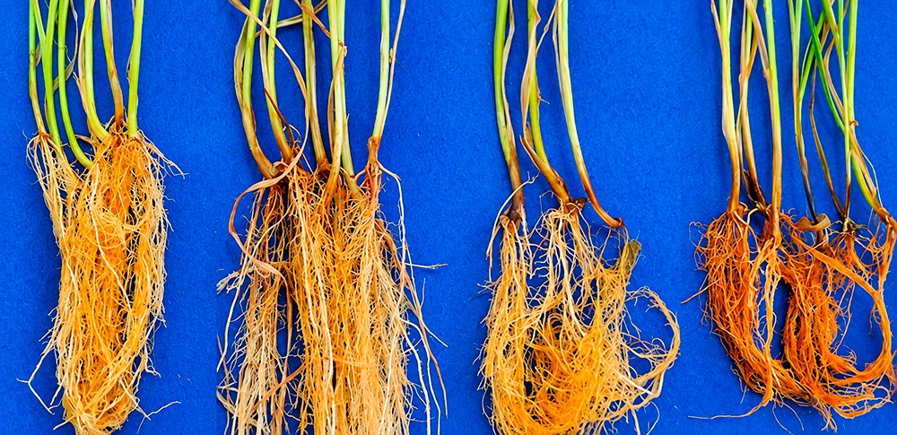 Bactérias formam ‘escudo microbiológico’ e protegem o trigo contra fungo patogênico