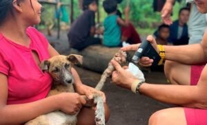 Chile elimina raiva transmitida por cães como problema de saúde pública