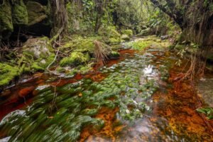 expedição científica coleta dezenas de espécies possivelmente novas na Amazônia