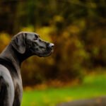 Cachorro preto de perfil olhando para a direita, com fundo desfocado de vegetação e gramado verde.