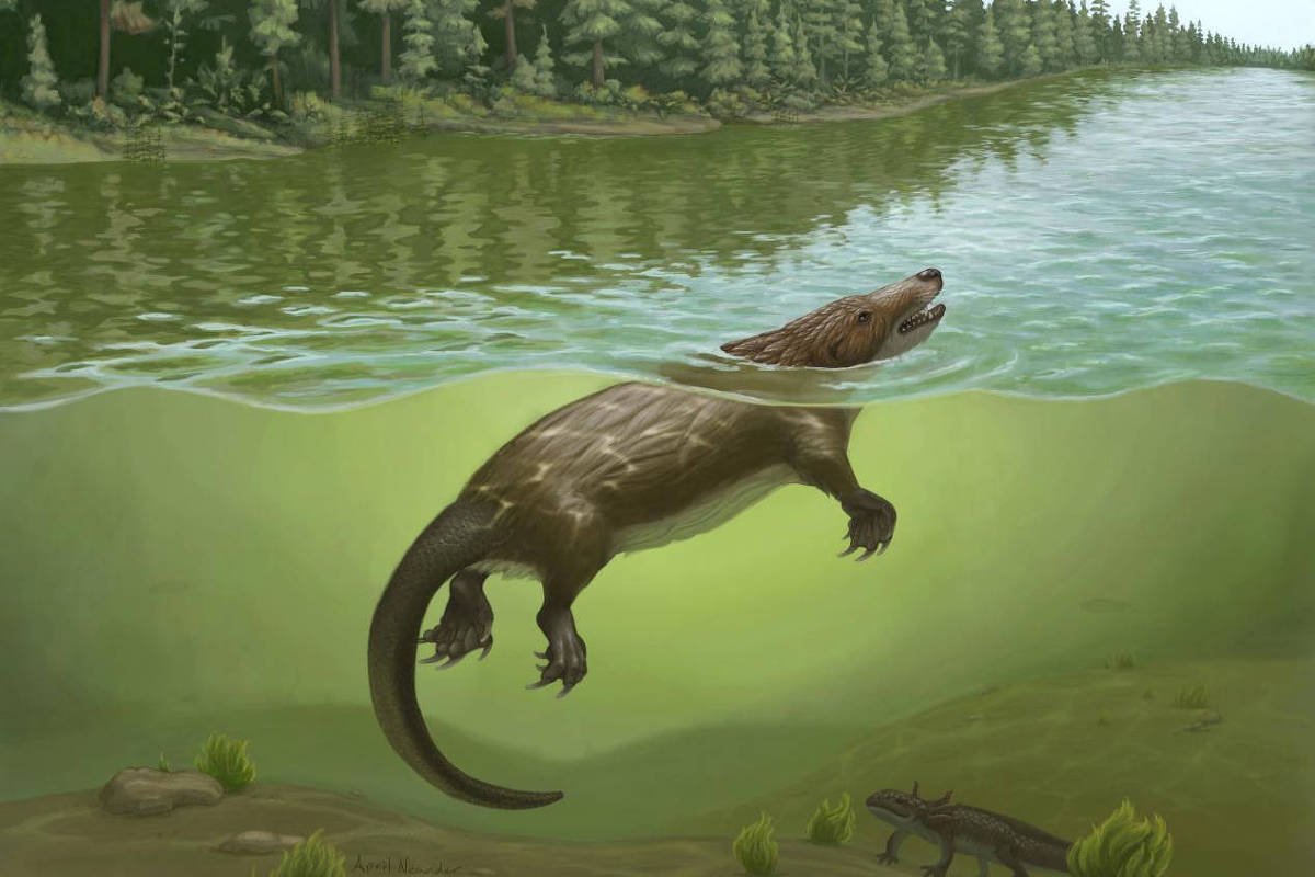 Criatura que lembra ornitorrinco viveu entre dinossauros – 19/10/2026 – Ciência