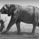 Elefante adulto caminha na savana levantando poeira enquanto segura filhote pela tromba. Vegetação seca ao fundo.