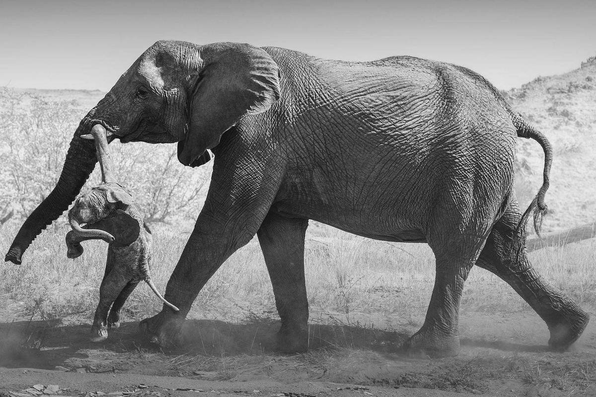 Foto de elefanta com filhote morto revela luto animal – 17/10/2026 – Ciência