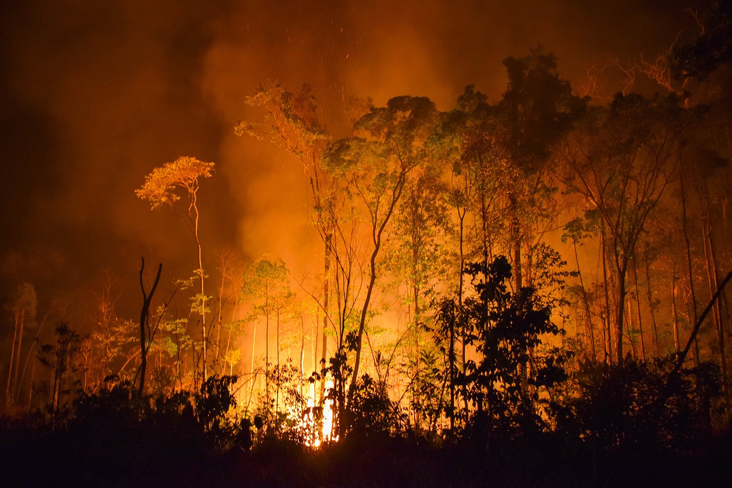 Fogo e desmatamento transformam Amazônia em fonte de carbono para a atmosfera