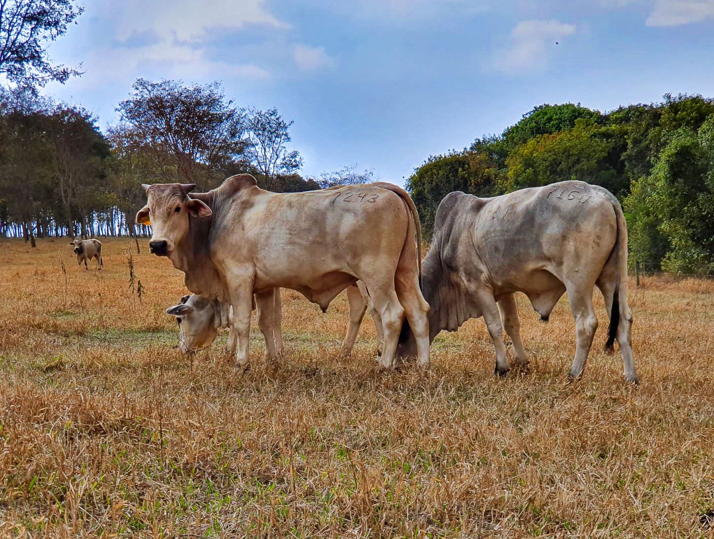 Manejo adequado transforma pastagens degradadas em reservatórios de carbono
